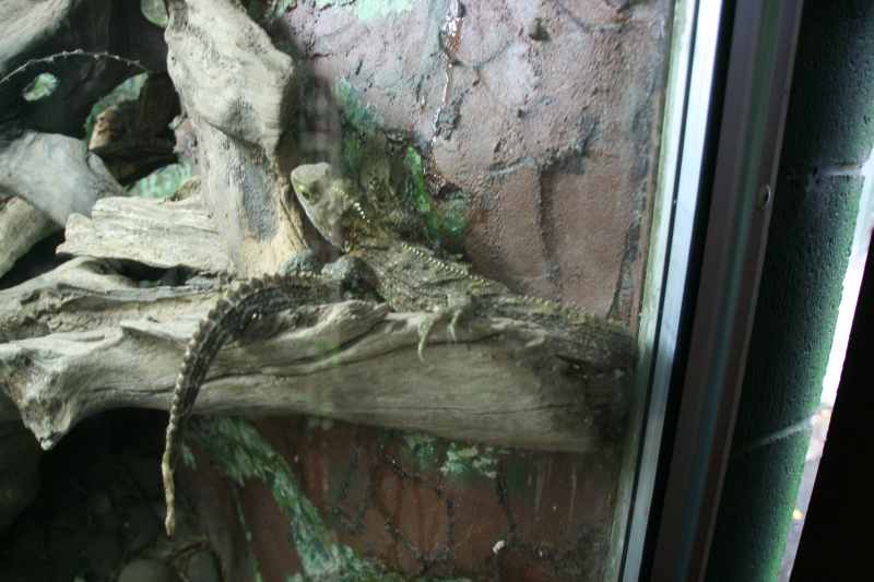 Nieuw-Zeeland 2011 - 0517